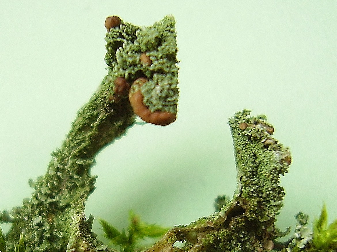 Mistero Cladonia, seguito